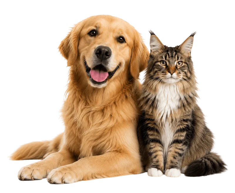 Hund och katt tillsammans
