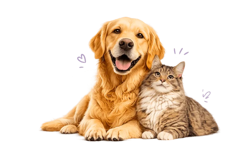 Hund och katt