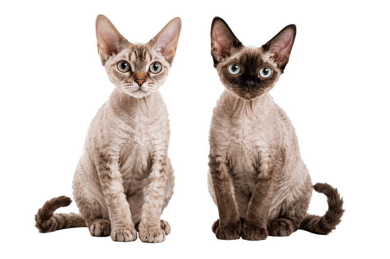 Två Devon Rex-katter sitter bredvid varandra