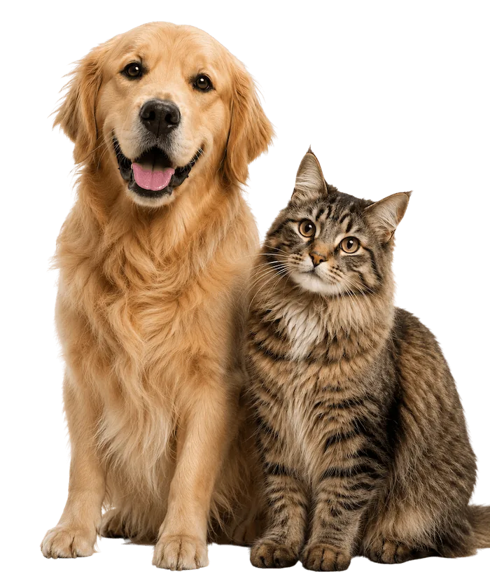Golden retriever och tabbykat