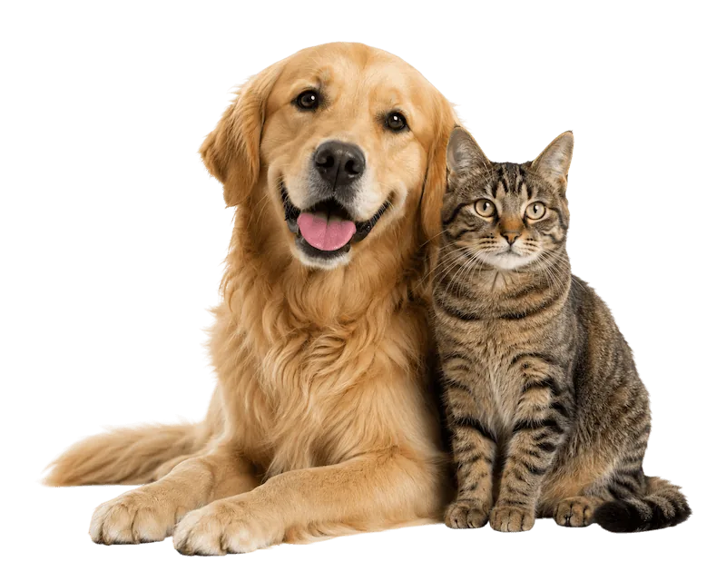 Hund och katt