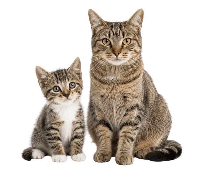 Katt och kattunge
