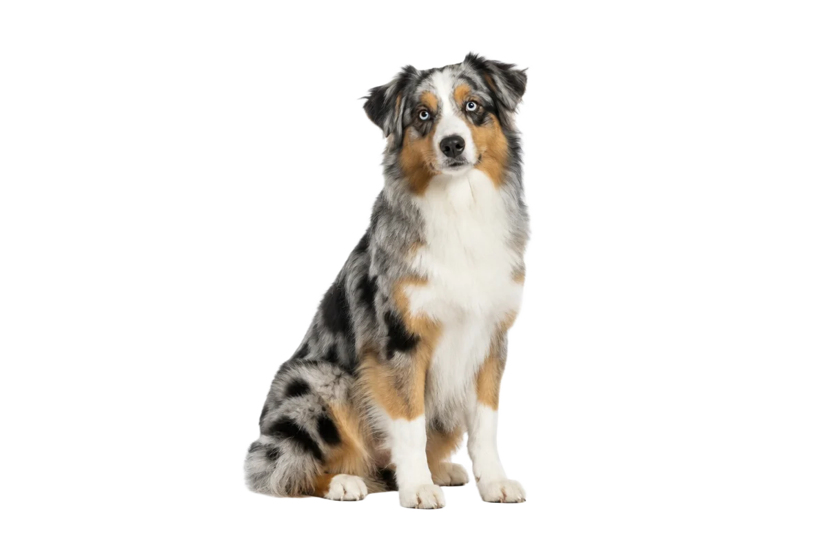 Blue merle-färgad Australian shepherd