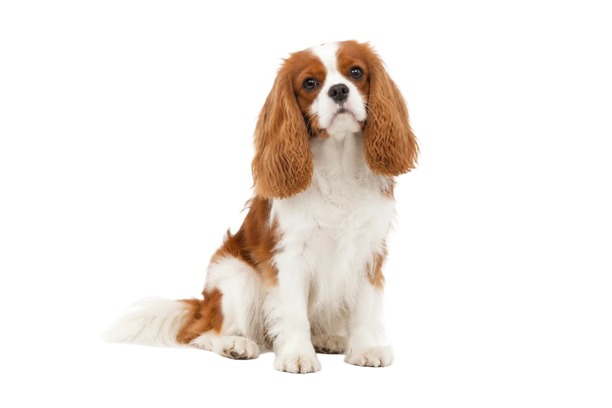 Cavalier King Charles spaniel med kastanjebrun och vit päls
