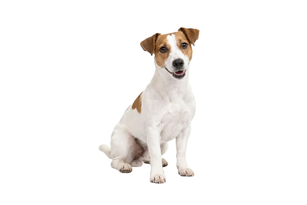 Vit och brun Jack Russell terrier