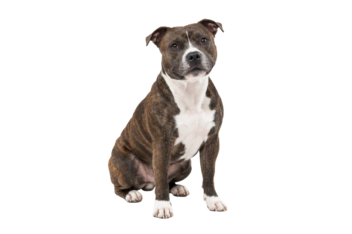 Brindlefärgad Staffordshire bullterrier med vit bringa